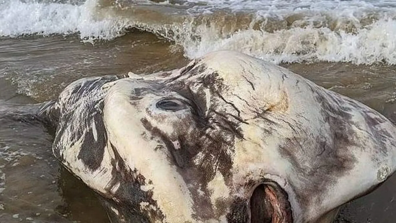 Az év eddigi legnagyobb tengeri szörnyét vetette partra az ár, rémisztő látvány