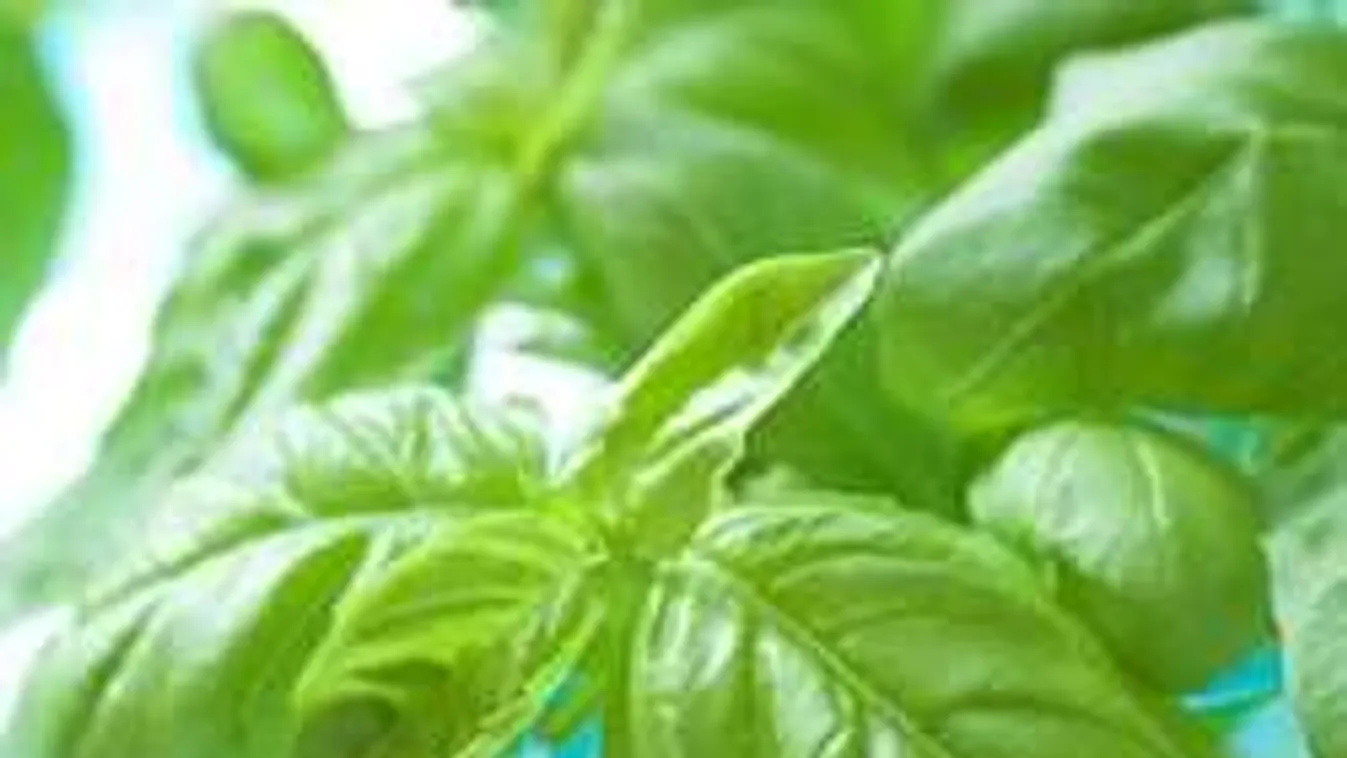 A legjobb fűszernövénytrükk: bazsalikomerdőd lesz!