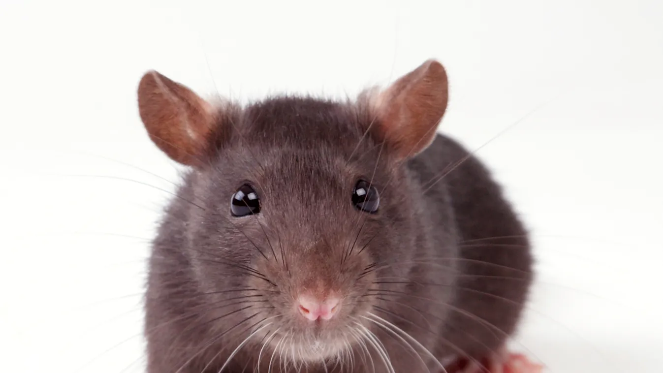 Undorító: hemzsegnek a patkányok a leégett szentendrei bolt körül