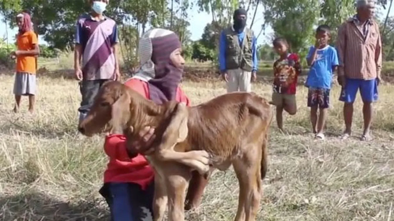 Megdöbbentő dolog történt a faluban az ötlábú, mutáns tehénnel