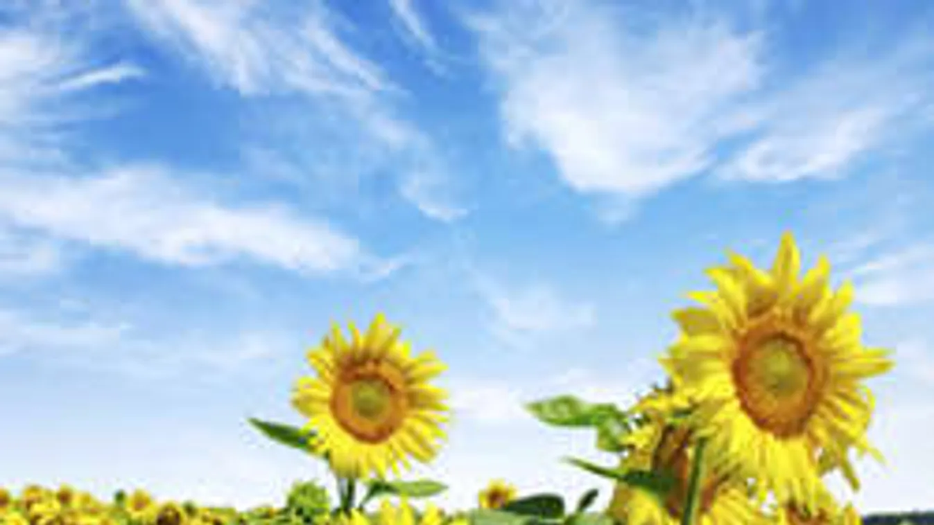 Támad a nyár: 35 fok lehet a hétvégén!