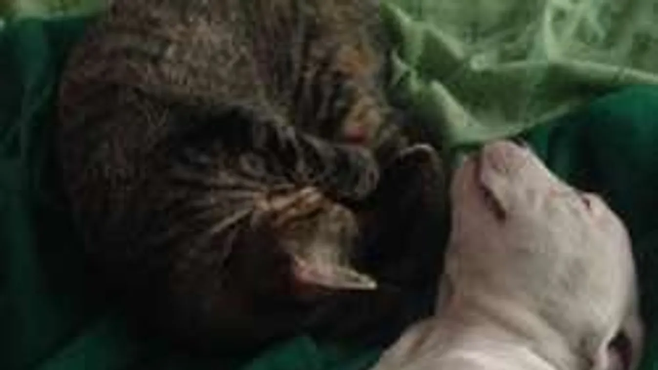 Macskák fogadtak örökbe egy amputált lábú kiskutyát