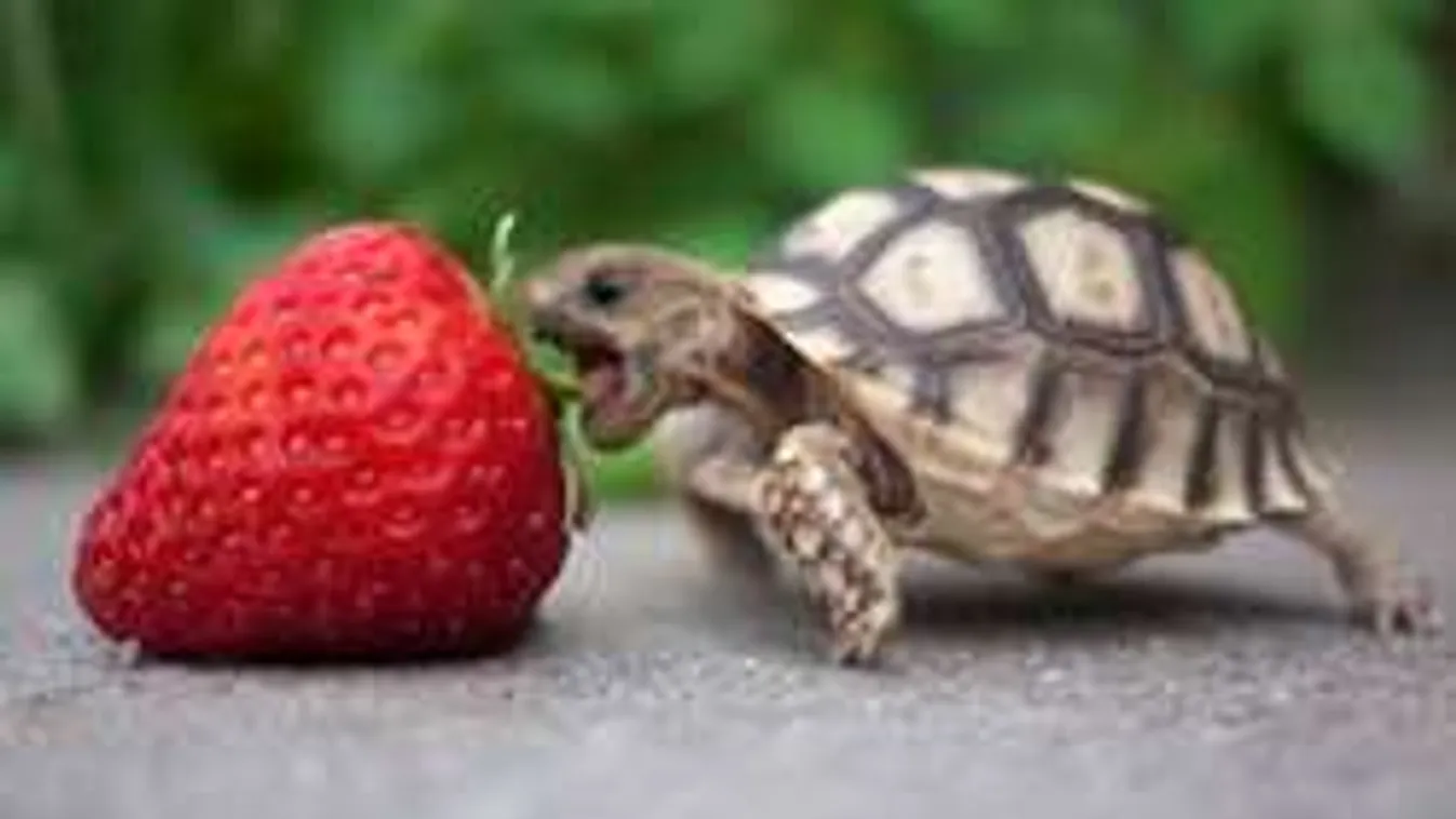 Ezek az állatok a drónoknál is veszélyesebbek a repülőkre!