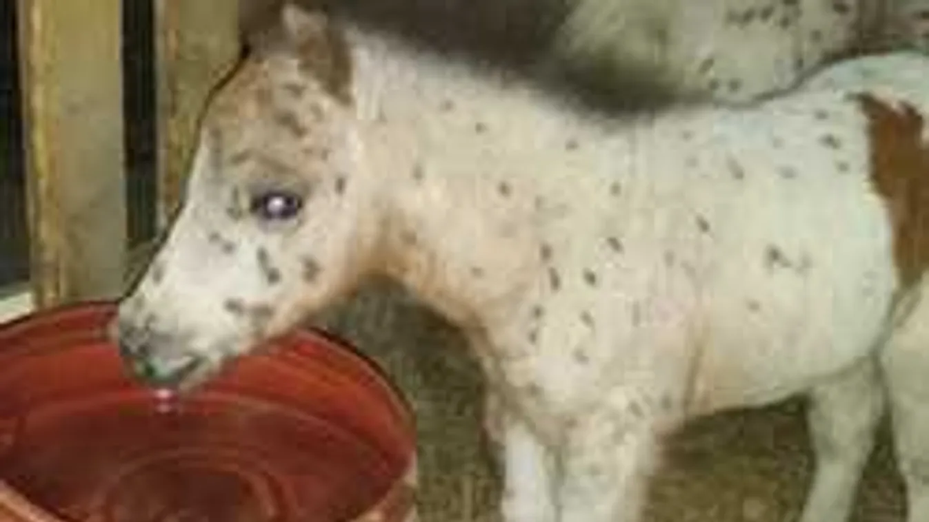 Örömteli fejlemény: meglett az ellopott magyar kiscsikó