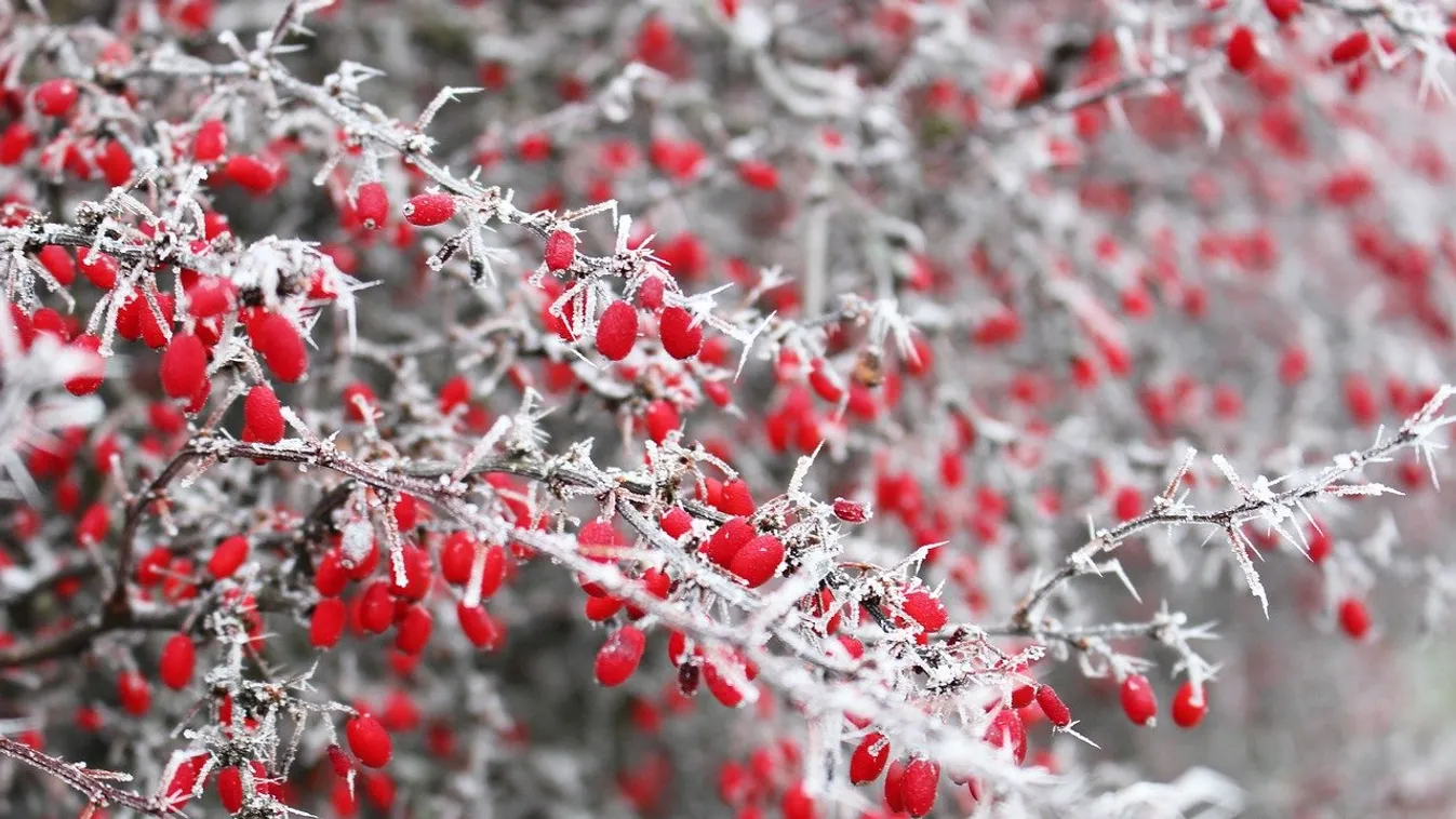 Rendkívüli: piros hó eshet a napokban Németországban