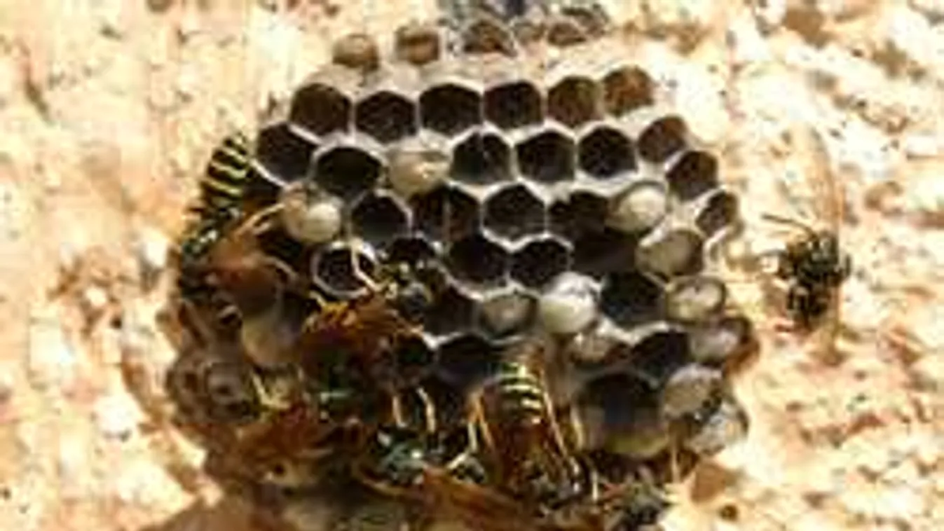 Megcsípte egy rovar vezetés közben, a rendőröknek köszönheti az életét