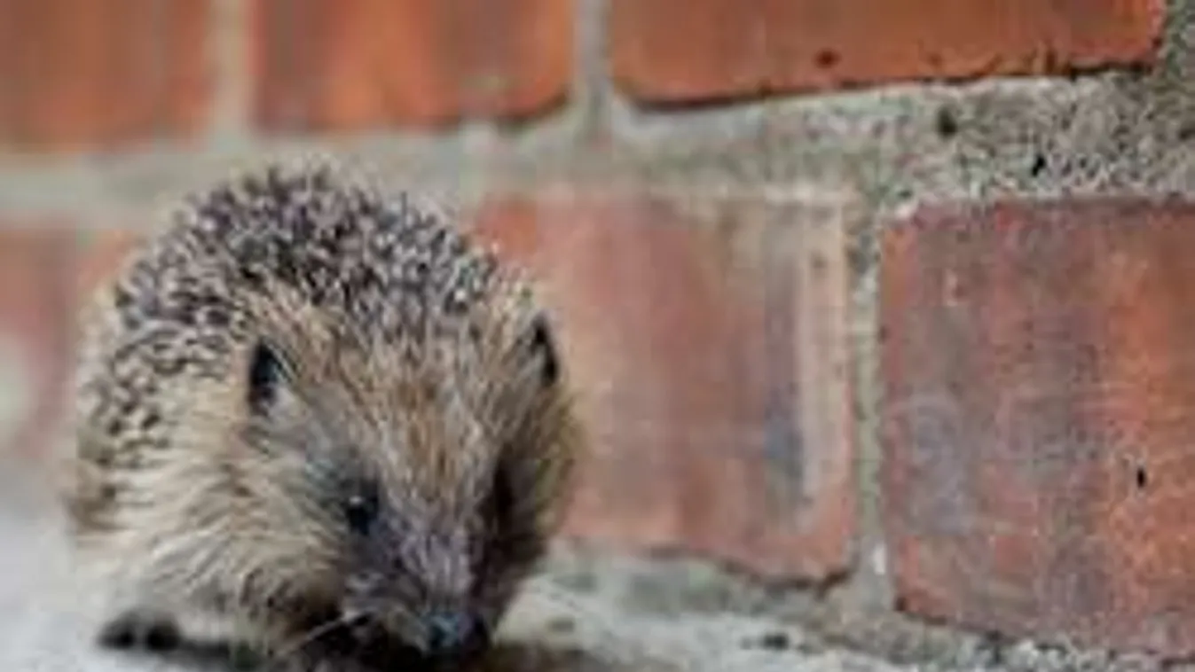 Vigyázz sündisznókra havi 700 ezerért!