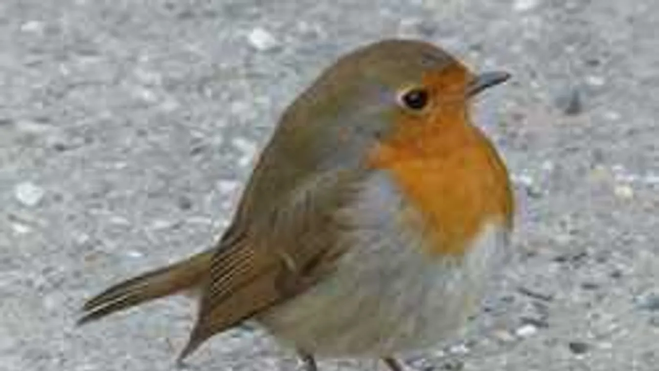 Tiszta horror, autókat, ablakokat támadnak a madarak