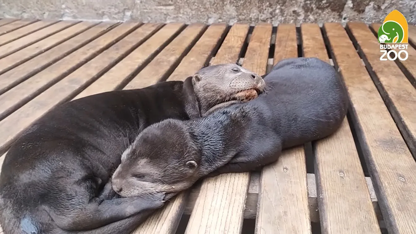 Ezt látnod kell! Itt az első videó az állatkerti óriásvidra kölykökről, nincs náluk cukibb