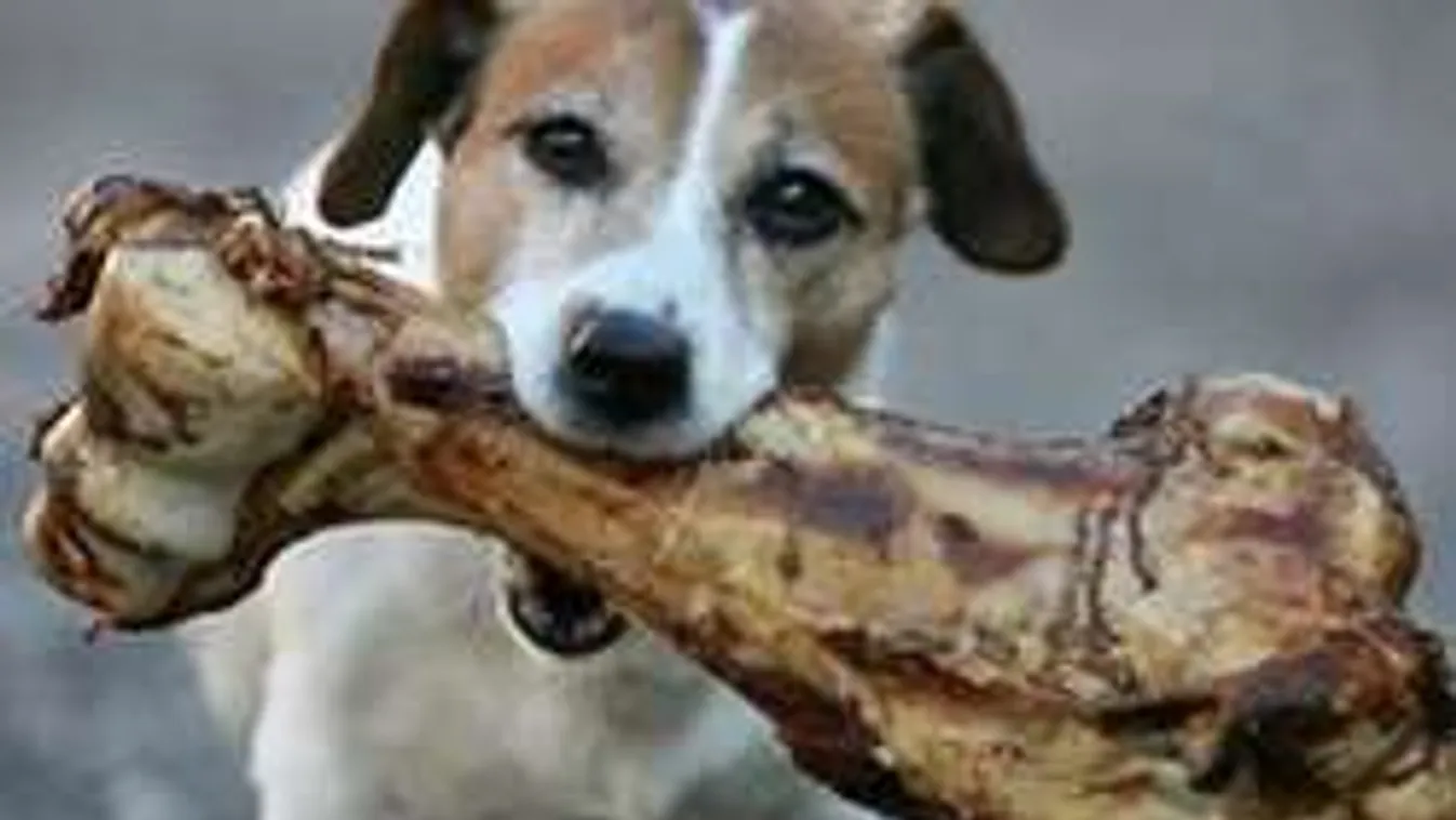 Mérgezett csontok a kutyafuttatón