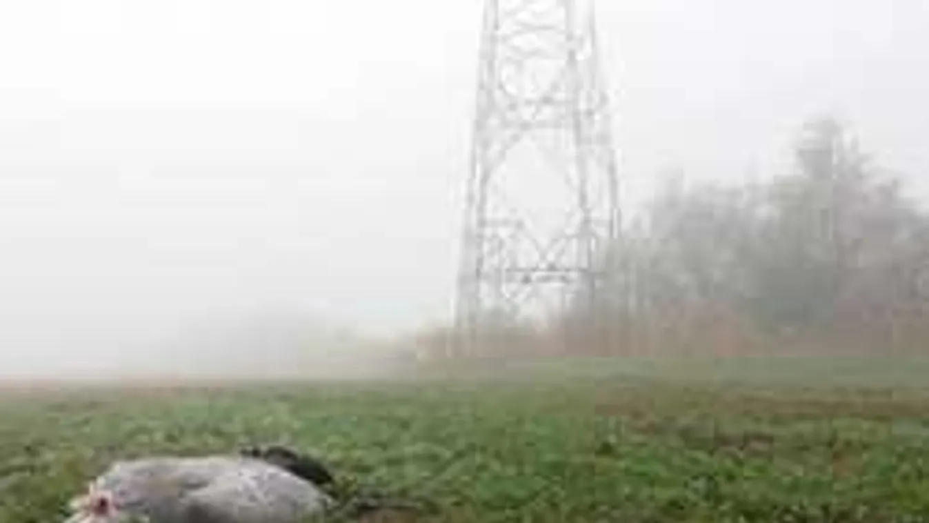 Tömeges pusztulást okozott a köd, több tetem hevert a pózna alatt
