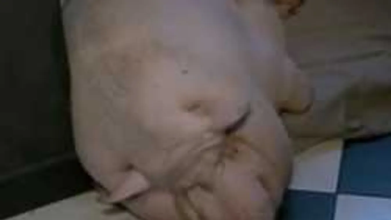 Íme Magyarország új sztárdisznója: Koni, a 120 kilós újpesti törpemalac!