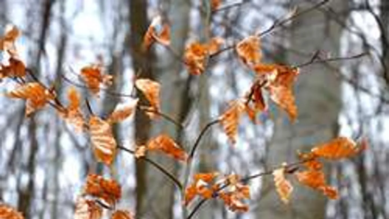 Másfél éve áshatta el volt szerelmét a jászsági erdőben a gyilkosa