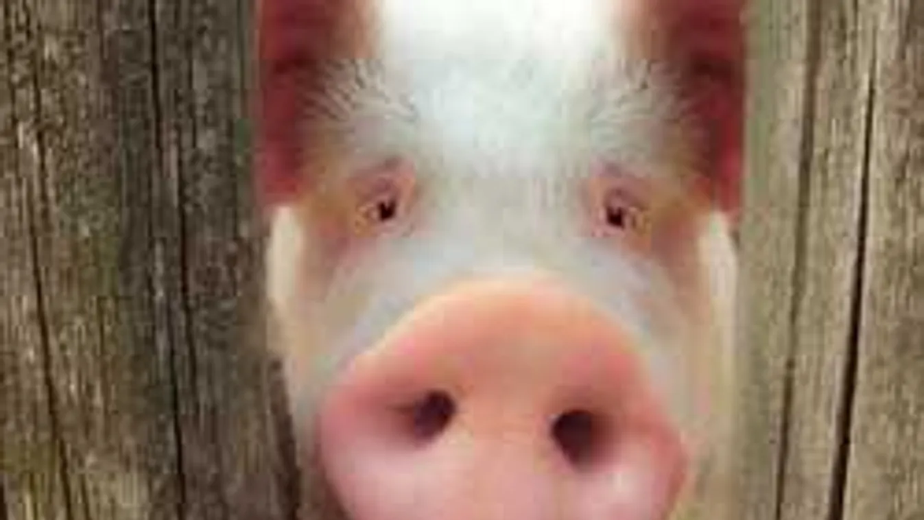 Hamarosan változik a disznóhús ára