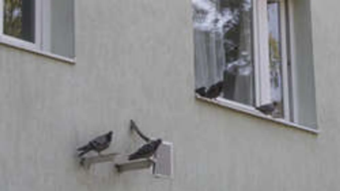 Galambok a lakótelepen: sokba kerülhet az elüldözésük!