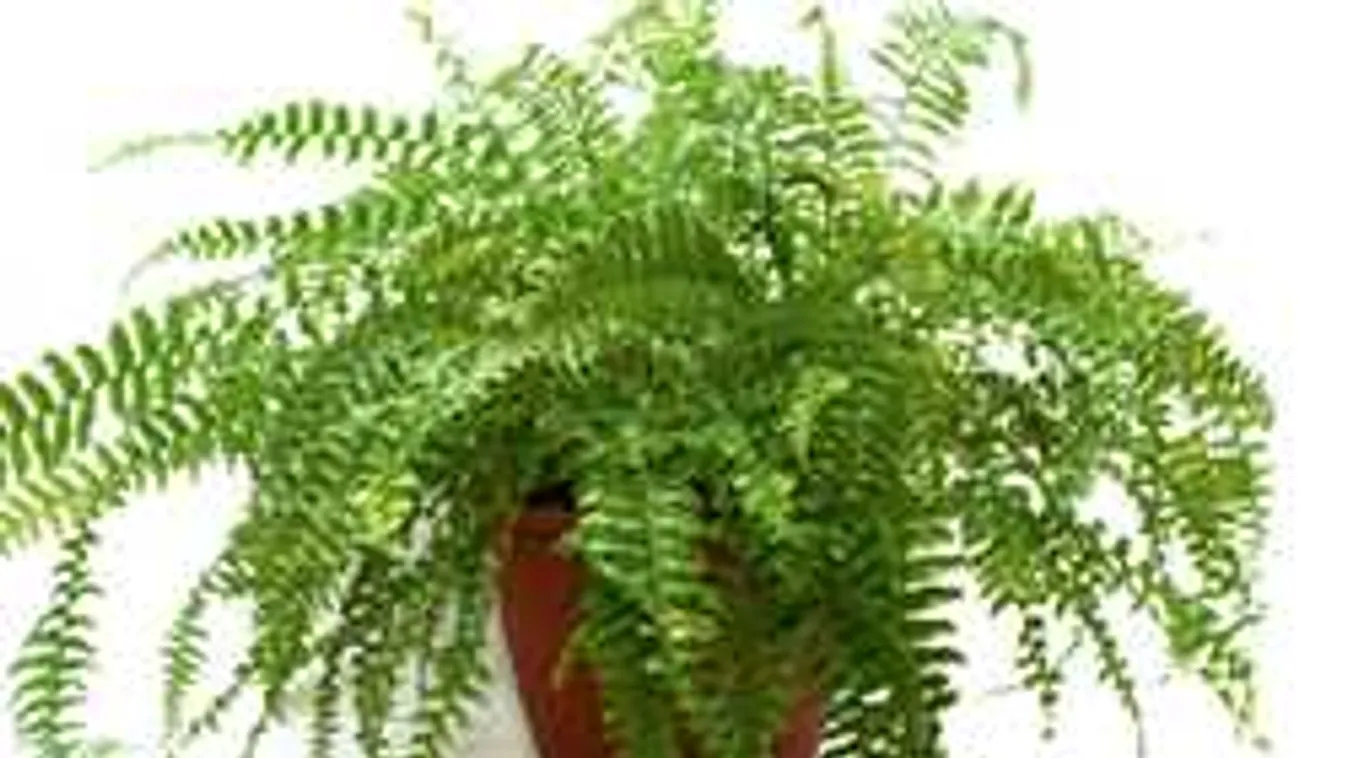 Mutatjuk a trükköt: Így lesz szép mindig a lakásban a páfrány