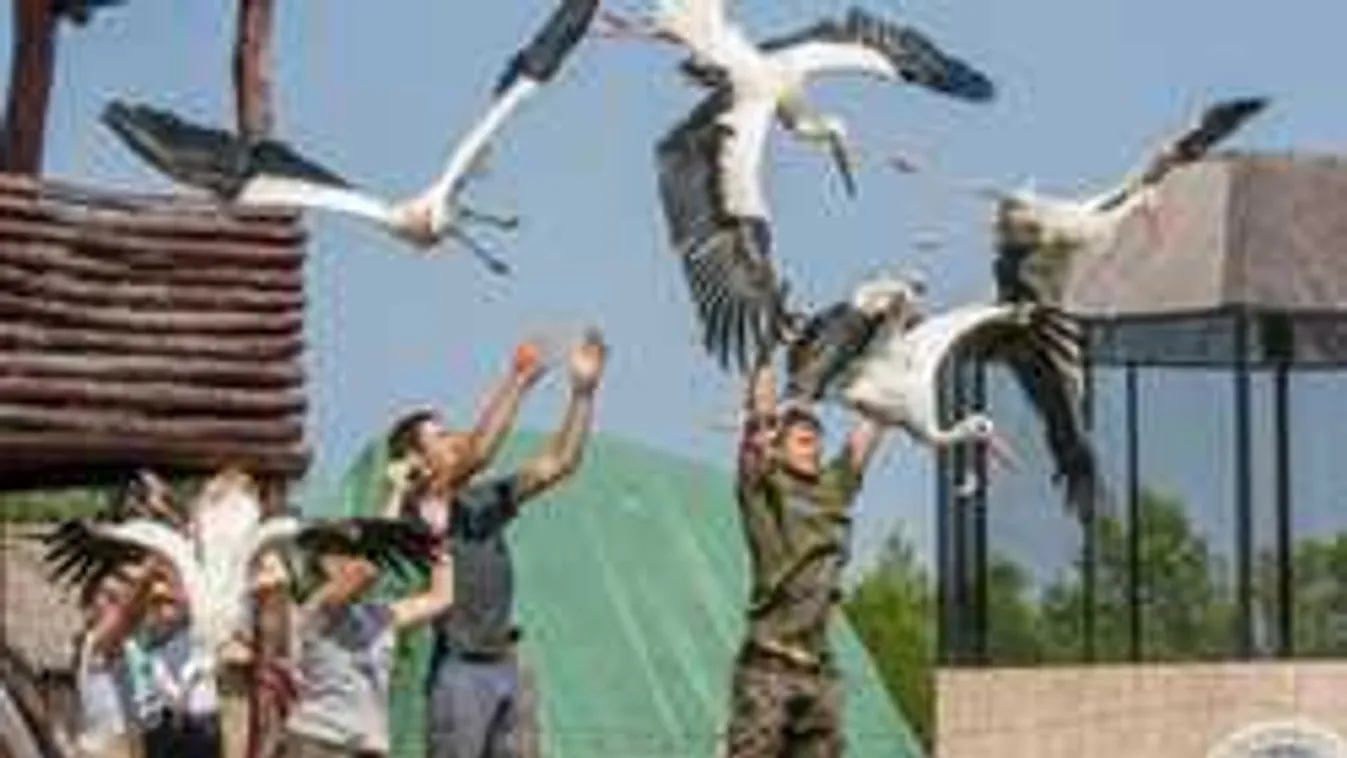 Így védik a gólyákat az áramütéstől