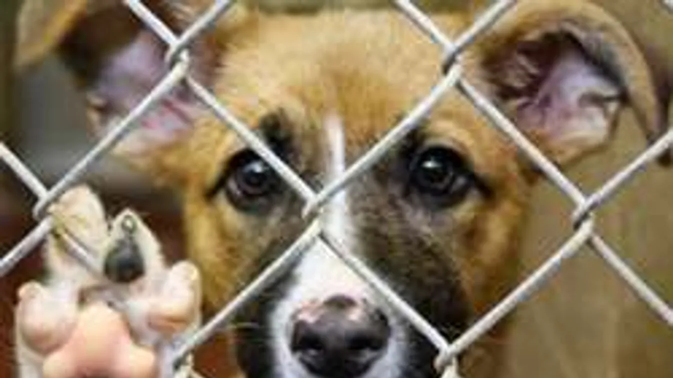 Autója után kötötte a kölyökkutyát - most ezrek követelik a fejét!