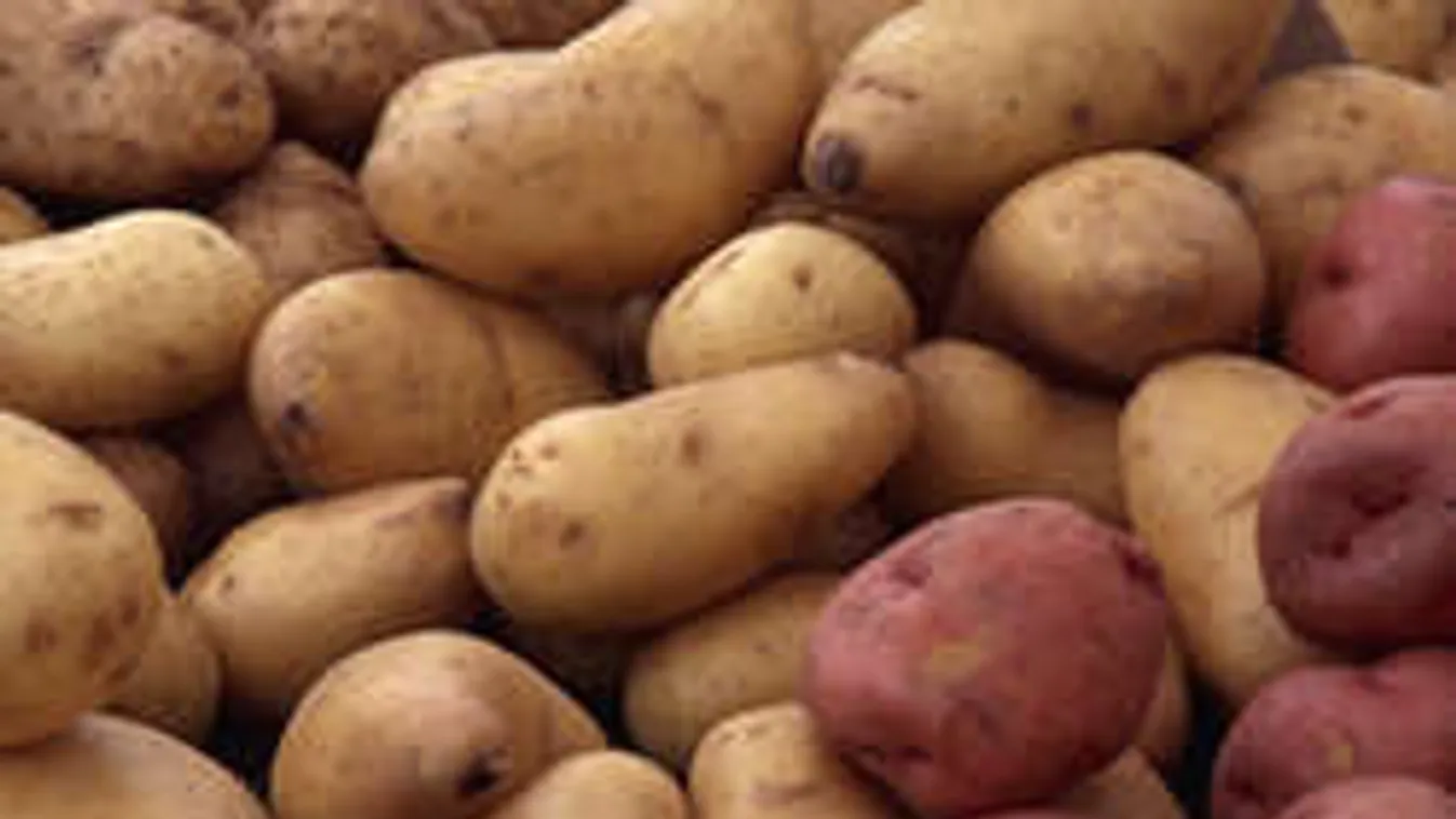 A kemény hideg miatt tovább drágulhat a krumpli!