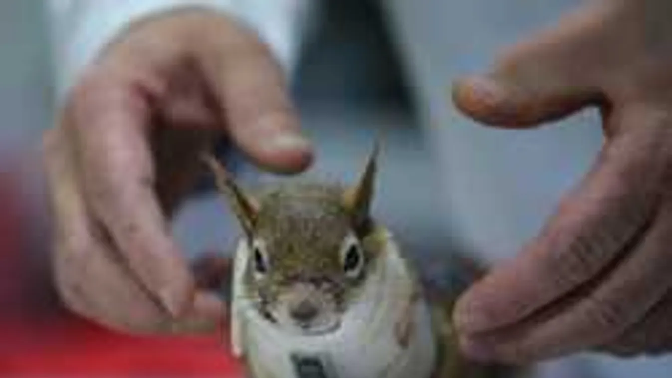 Karamel a világ legszerencsésebb mókusa, ezt nézd!