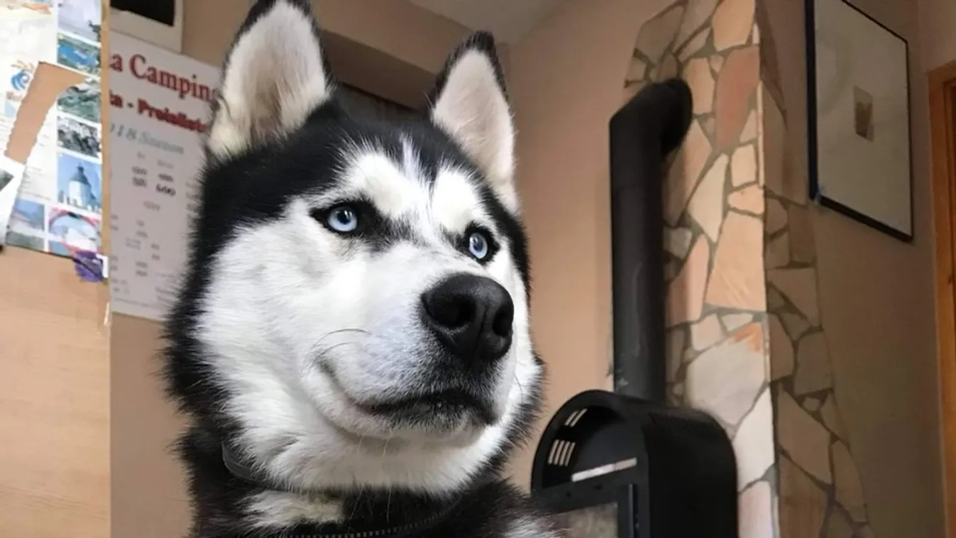 300 ezret fizet a család az eltűnt kutyájáért