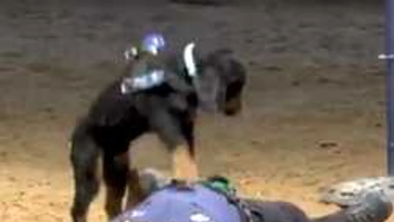 Ez Hihetetlen! Embert éleszt újra ez a kutya - Videó