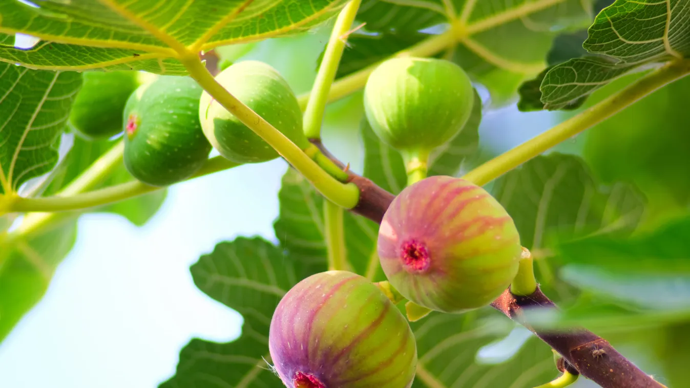 Itt az új befőzési őrület: Tarol a fügefalevél szörp