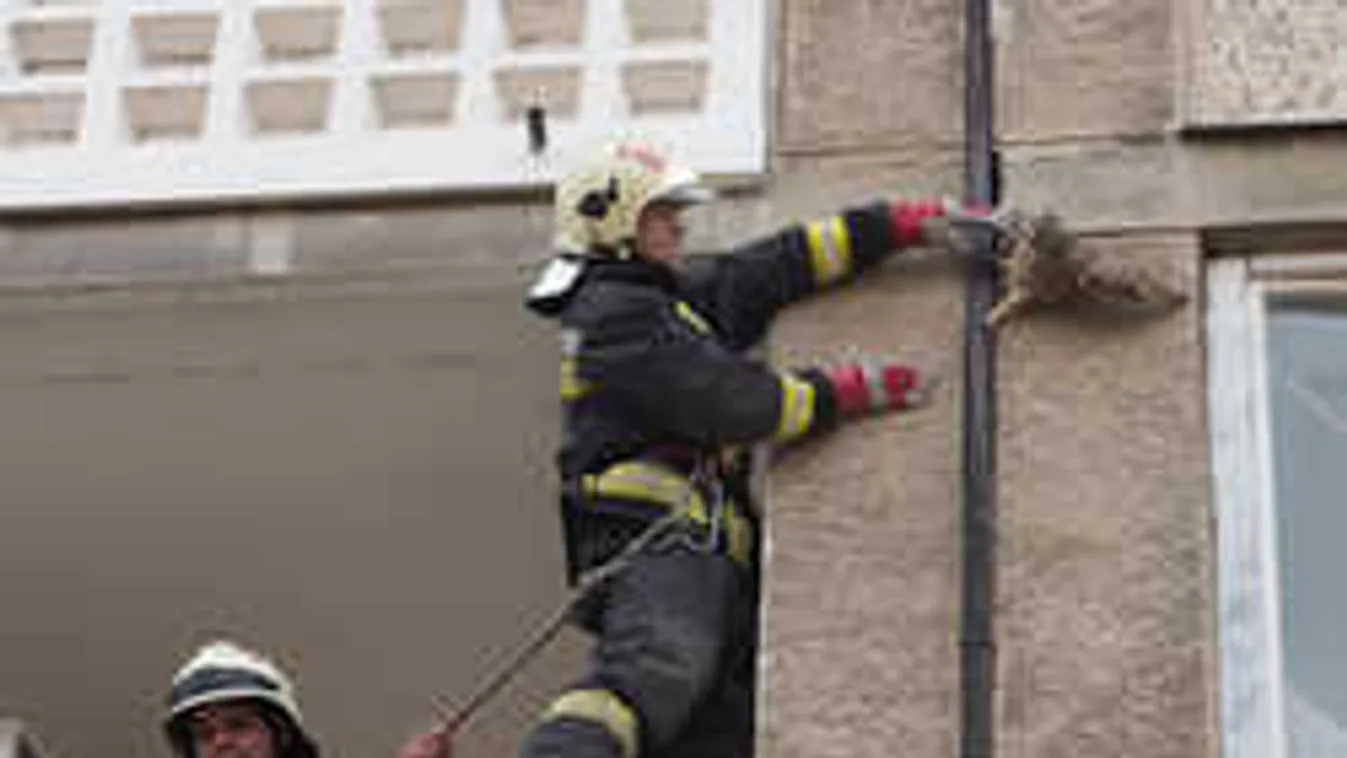 Lábadozik a panelba szorult fülesbagoly