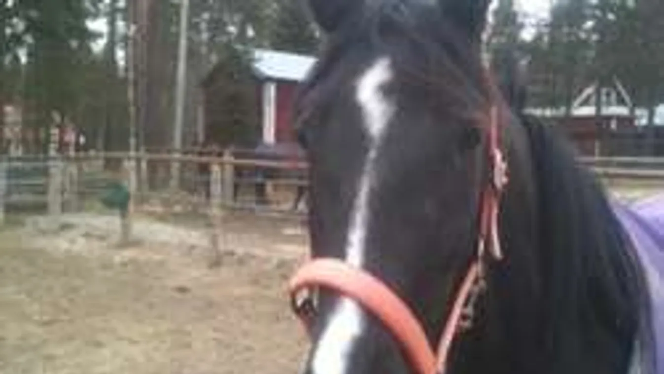 Te megennéd a lovadat? Helena megtette