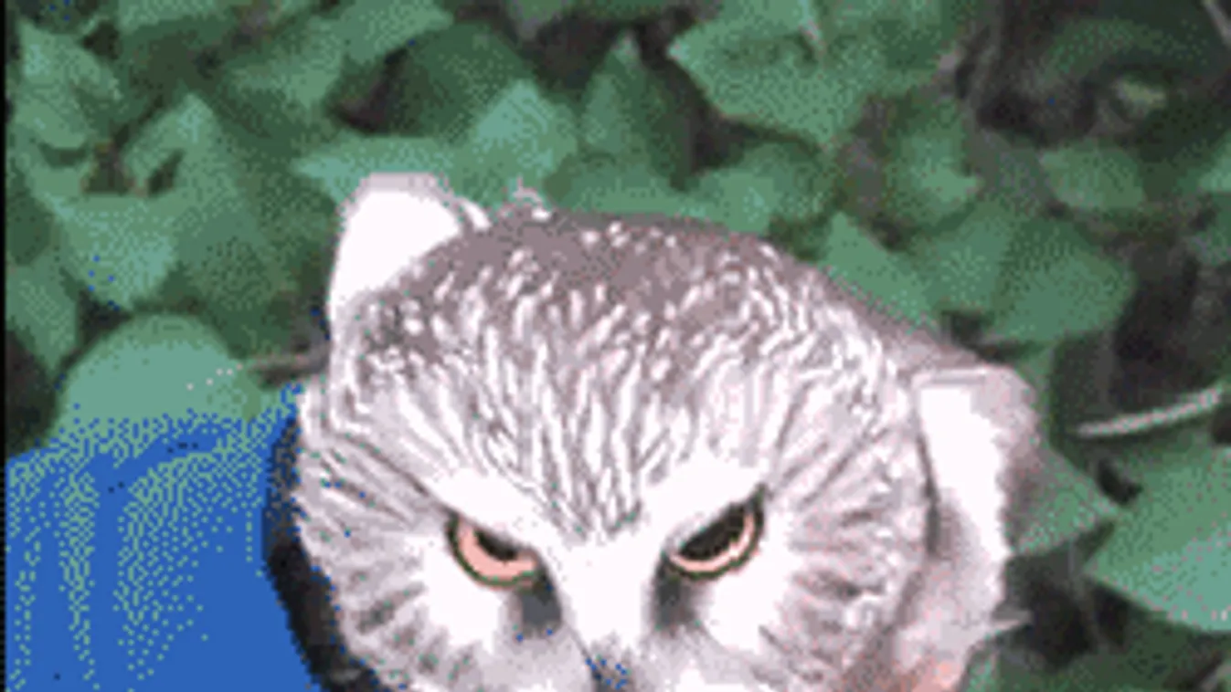 Baglyok lepik el a magyar városokat!