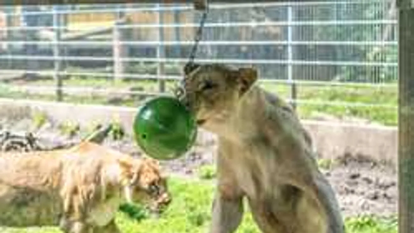 Durva, ahogy örülnek a vadállatok kicsinyei a gyereknapi ajándéknak