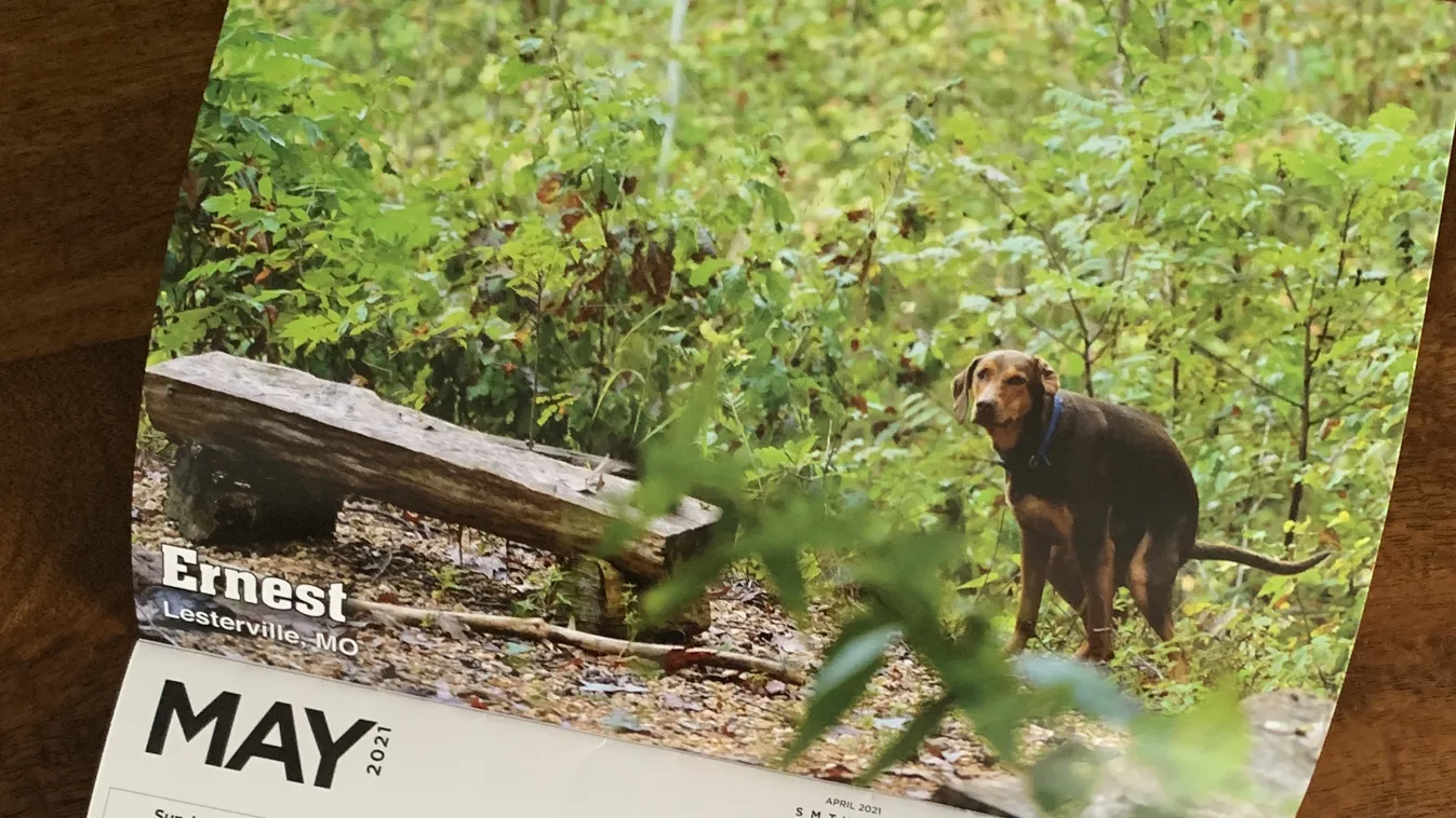 Pooping Pooches Calendar 2021