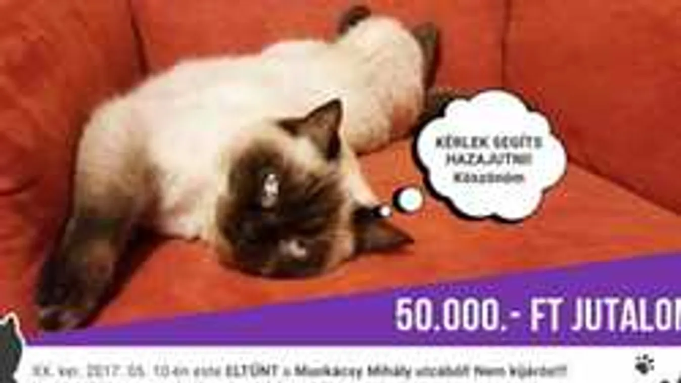 Ritkán ígérnek ennyi pénzt eltűnt macskáért