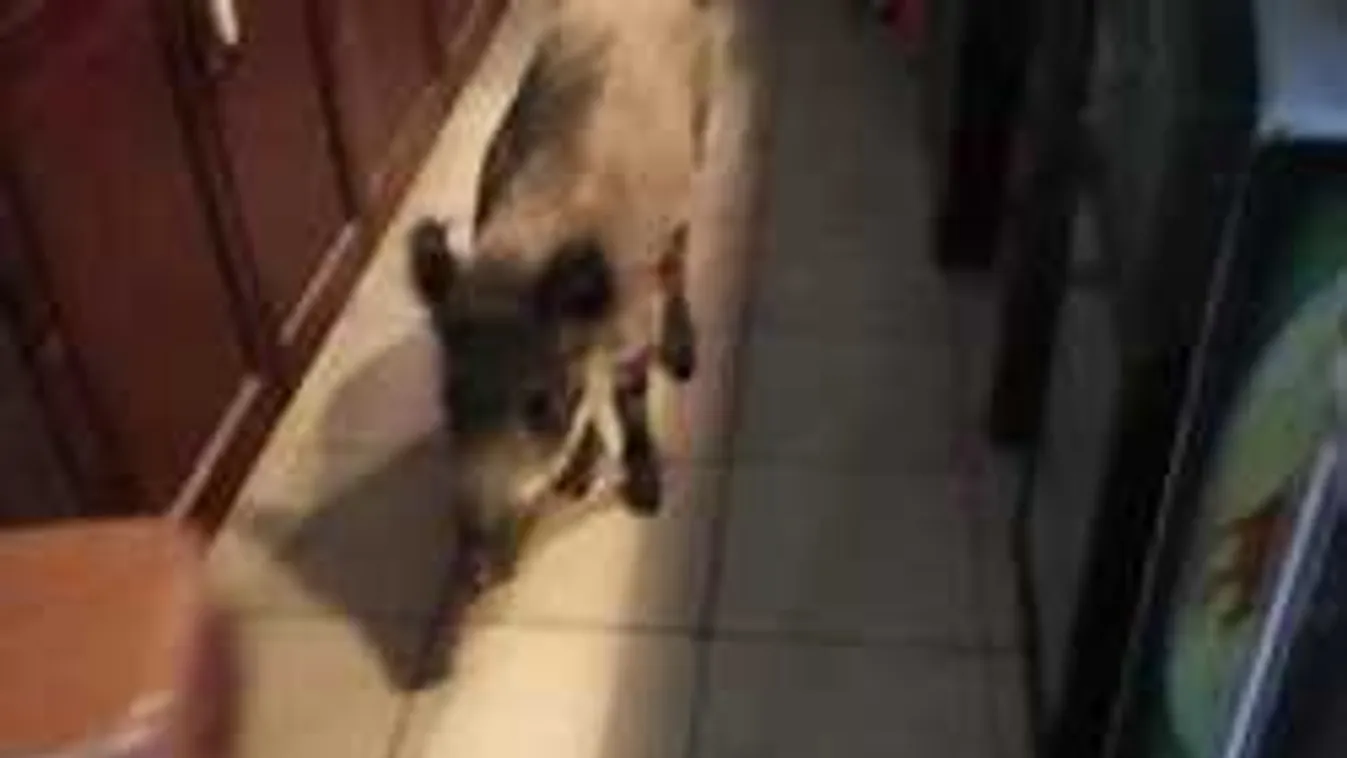 Így fogták el a salgótarjáni kocsmába betérő vaddisznót