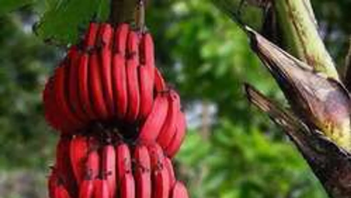 Citrom ízű banán nincs, de piros színű igen
