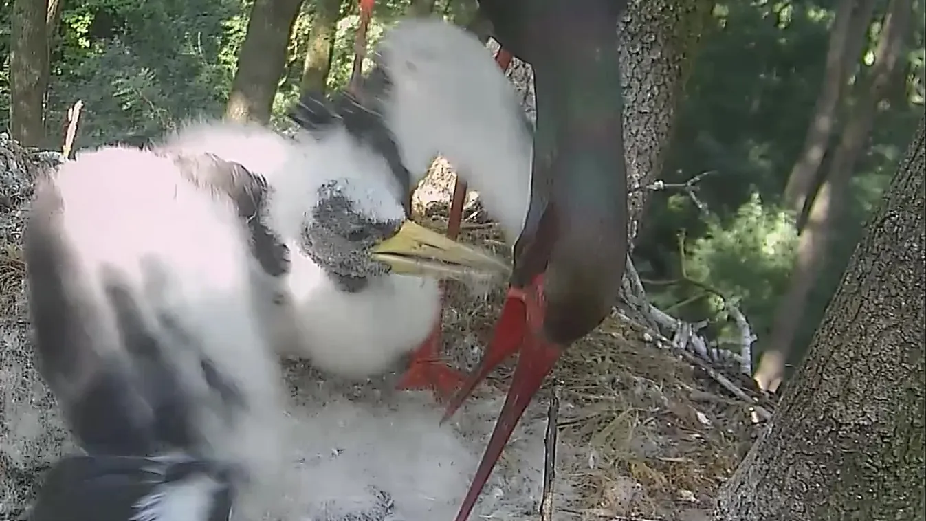 Van viszont, amelyik madár megmentésre szorul