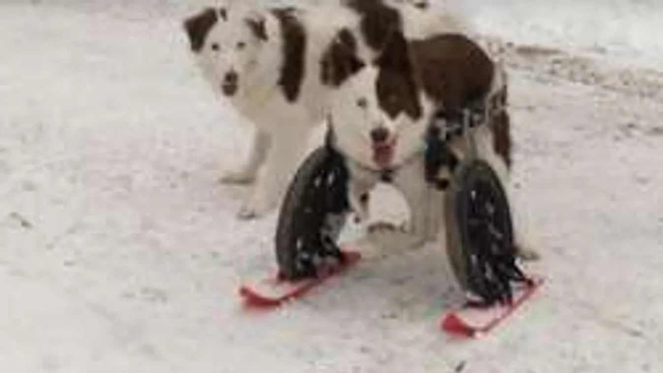 Nagyot síel a kacska mellső lábakkal született kutyus!