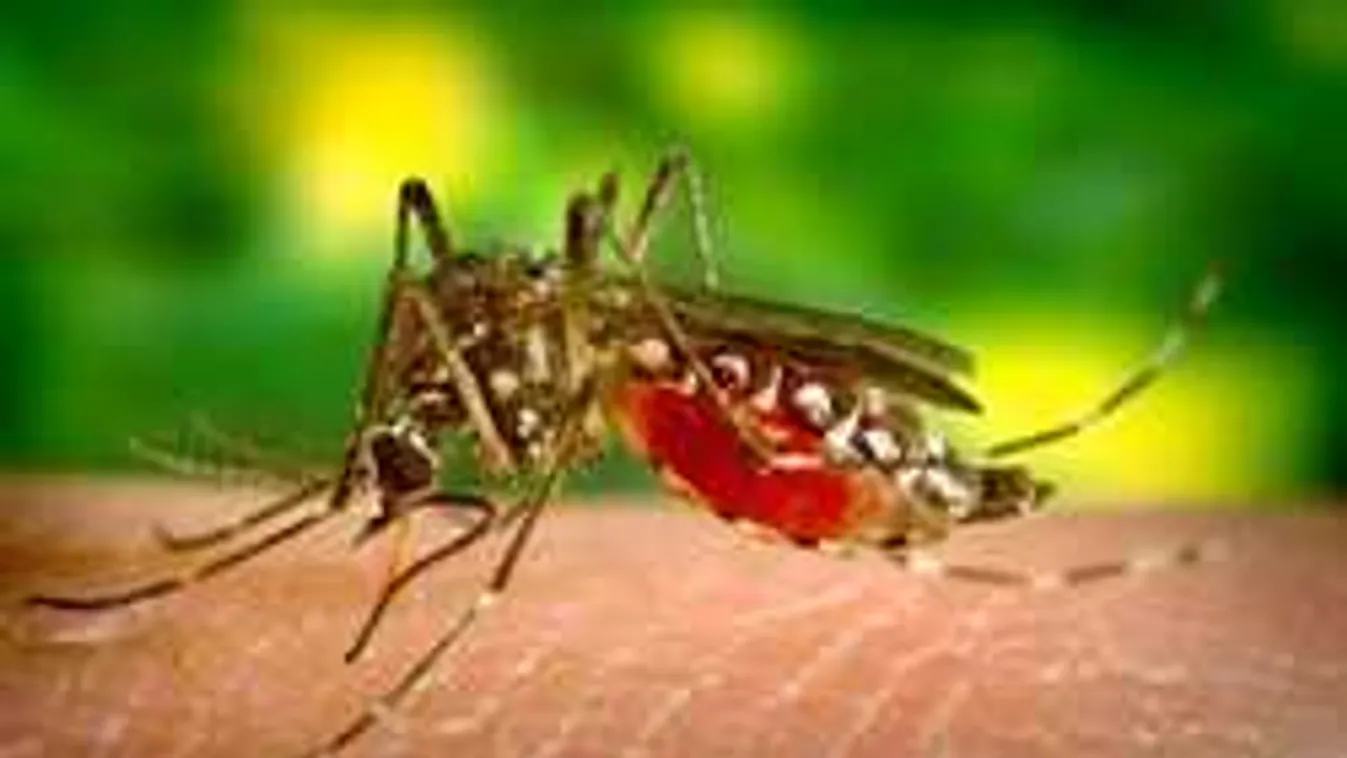 Ijesztő helyzet, szúnyogcsípés miatt került kórházba egy magyar gyerek