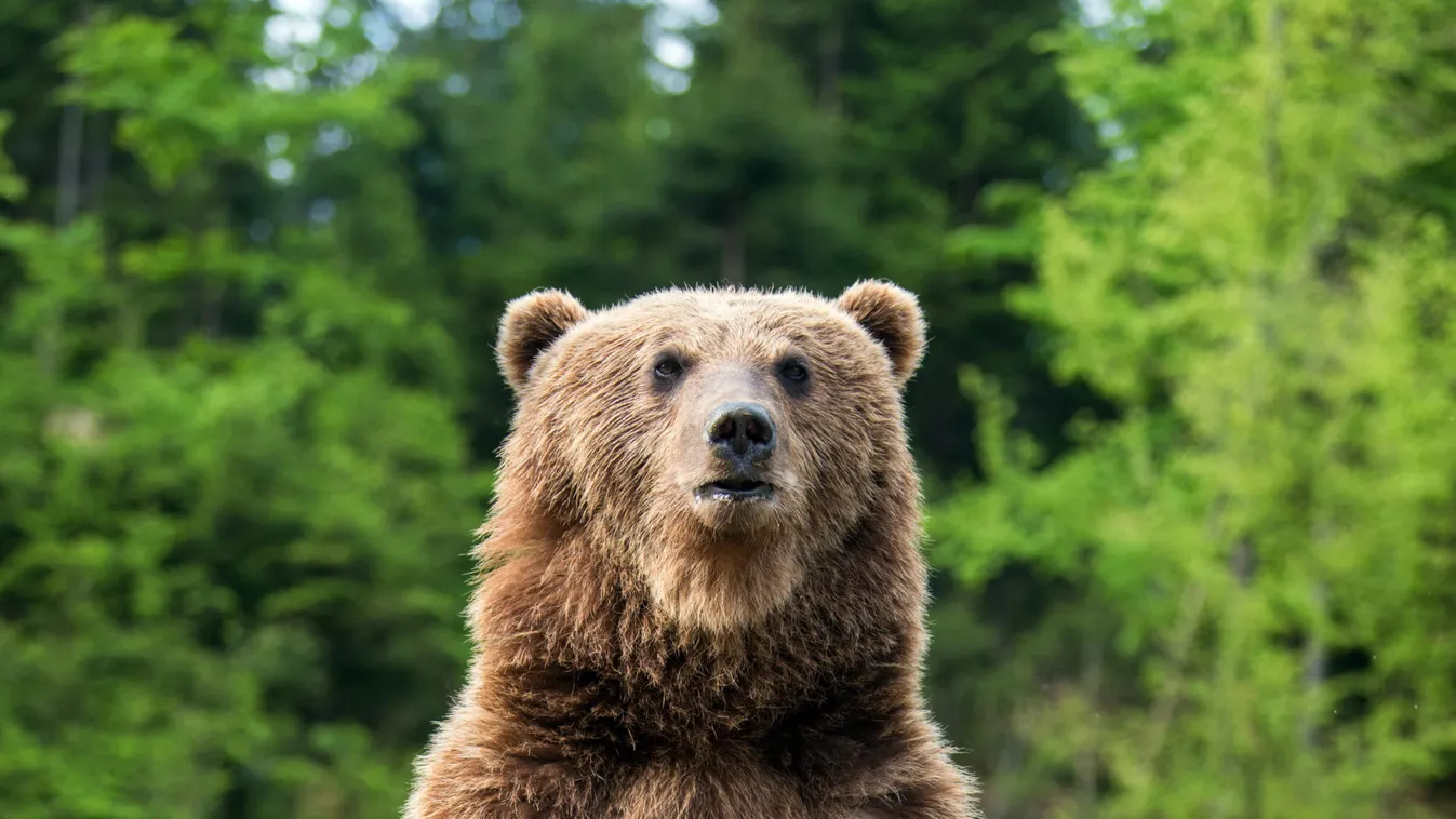 Miskolcon medve, Pesten vaddisznó sétálgat az utcán
