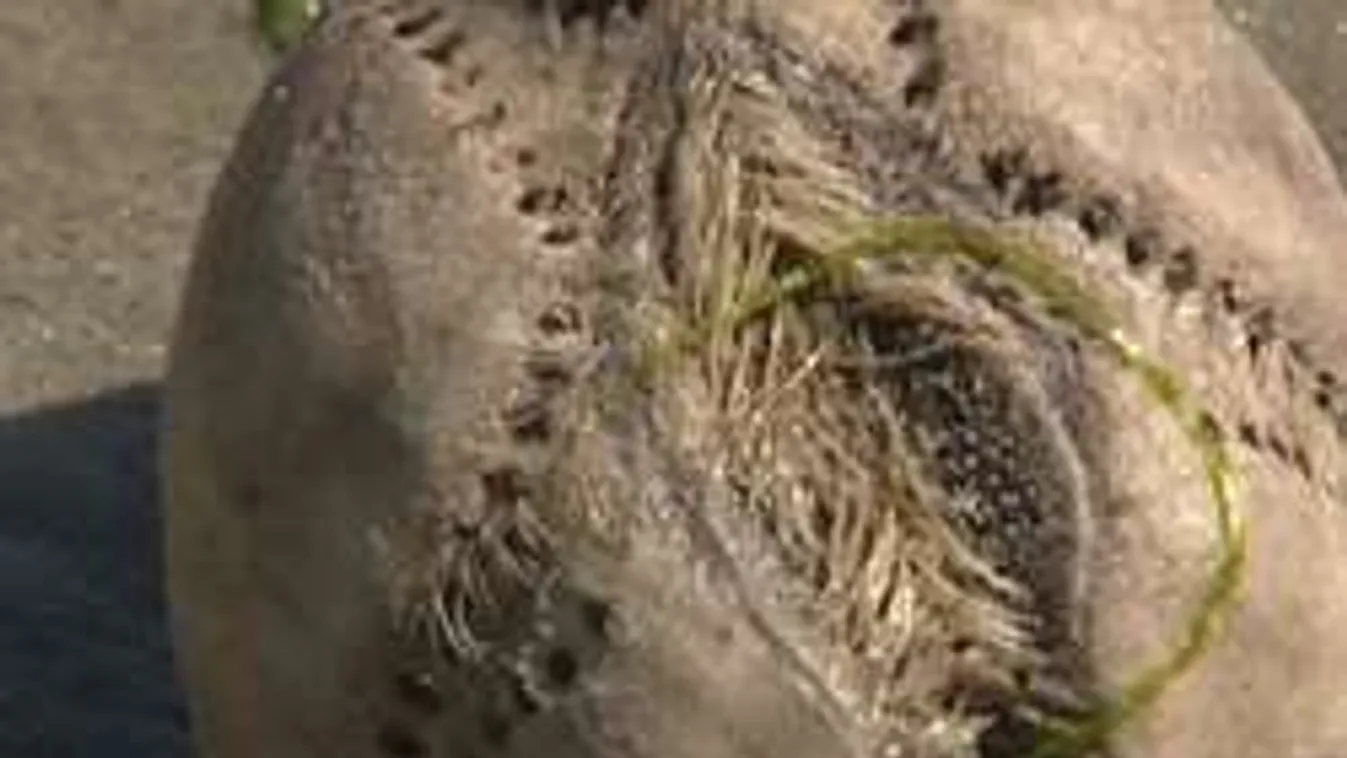 Frászt kapták a strandolók a partra vetett bizarr lényektől