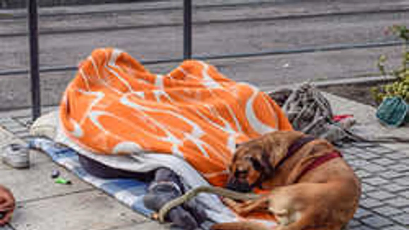 Így segítenek a hajléktalanok kutyáin