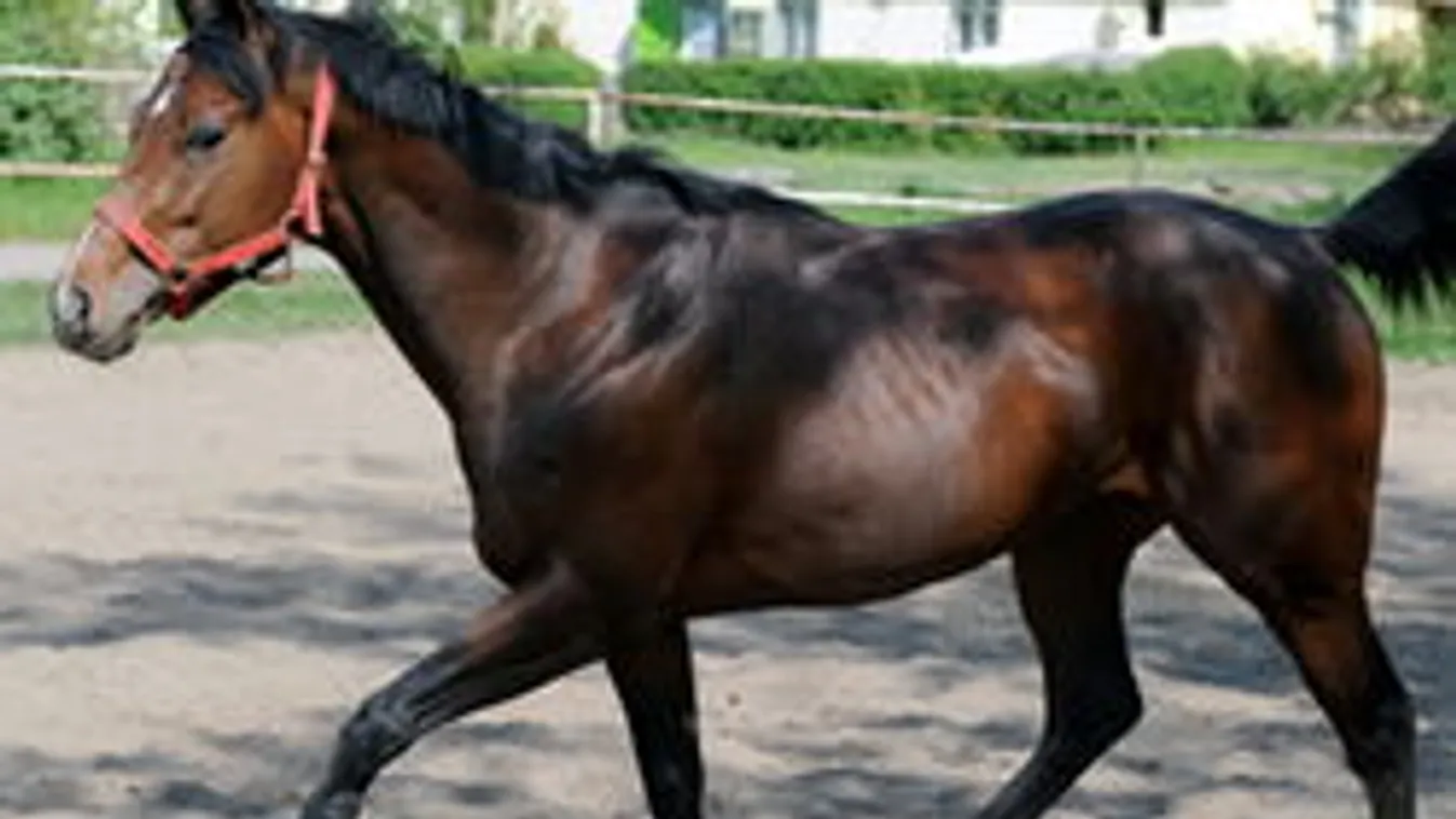 Átkozott pénz! Miért kellett máris elhamvasztani Overdose-t?