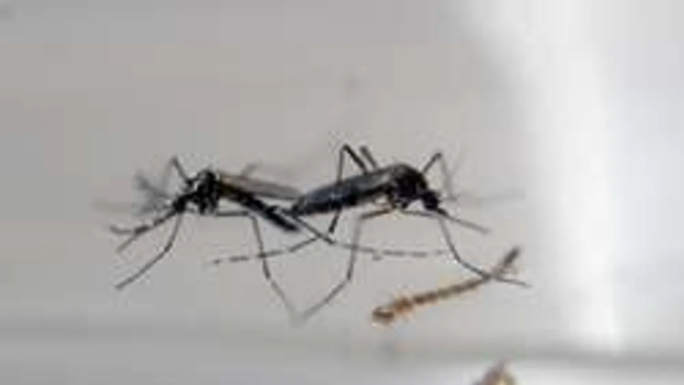 Szexszel is terjed a Zika-vírus, még nagyobb bajtól tartanak a kutatók