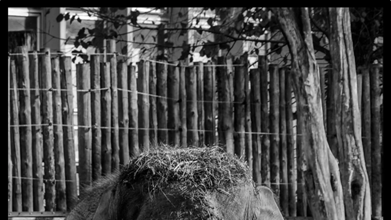 Szomorú hír: elpusztult a budapesti állatkert sztárja