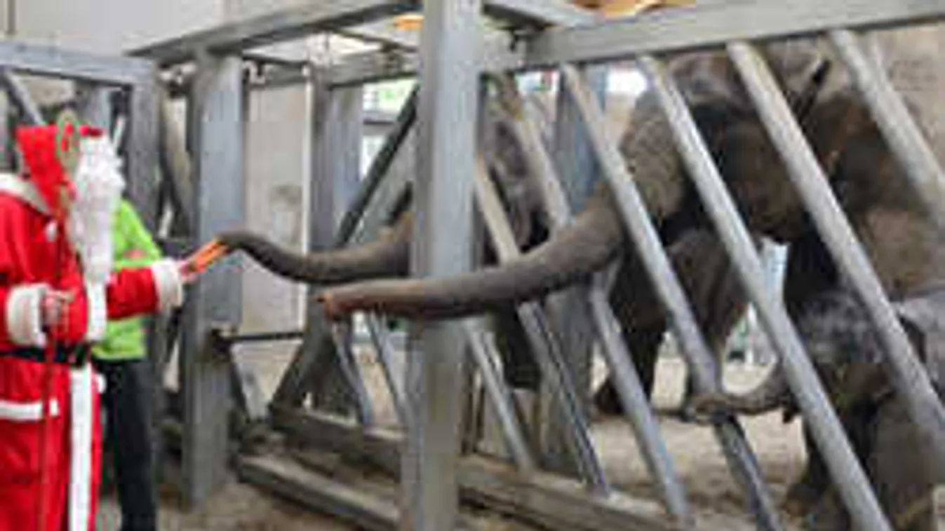 Így fogadta a legkisebb elefánt a Mikulást és krampuszát