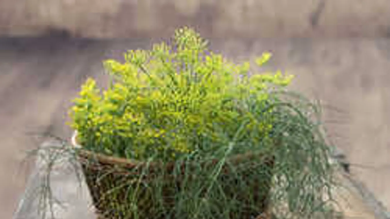 Ezért kellene ebből az olcsó, friss fűszerből minden nap enned