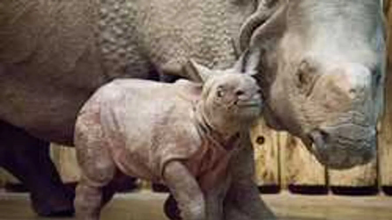 Zoológiai szenzáció a Nyíregyházi Állatparkban! - videóval