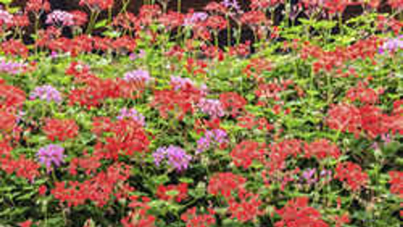 Ezzel a trükkel ontja a tavalyi muskátli most nyáron is a virágokat