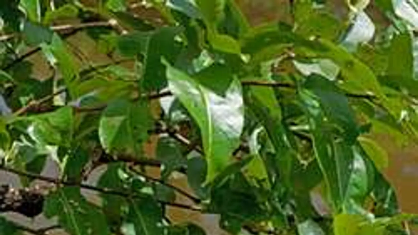 Teljesen rápörgött a net erre a rejtvényre! Te megtalálod a békát a képen?