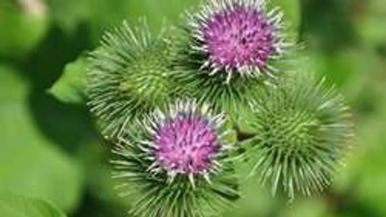 Felejtsd el a szilikont, ezektől a növényektől is megnő a melled!